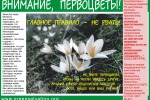 Внимание! Первоцветы!