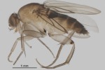 Многоядная муха-горбатка включена в Единый перечень карантинных объектов. 