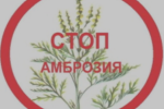 Стоп амброзия