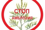 Стоп Амброзия